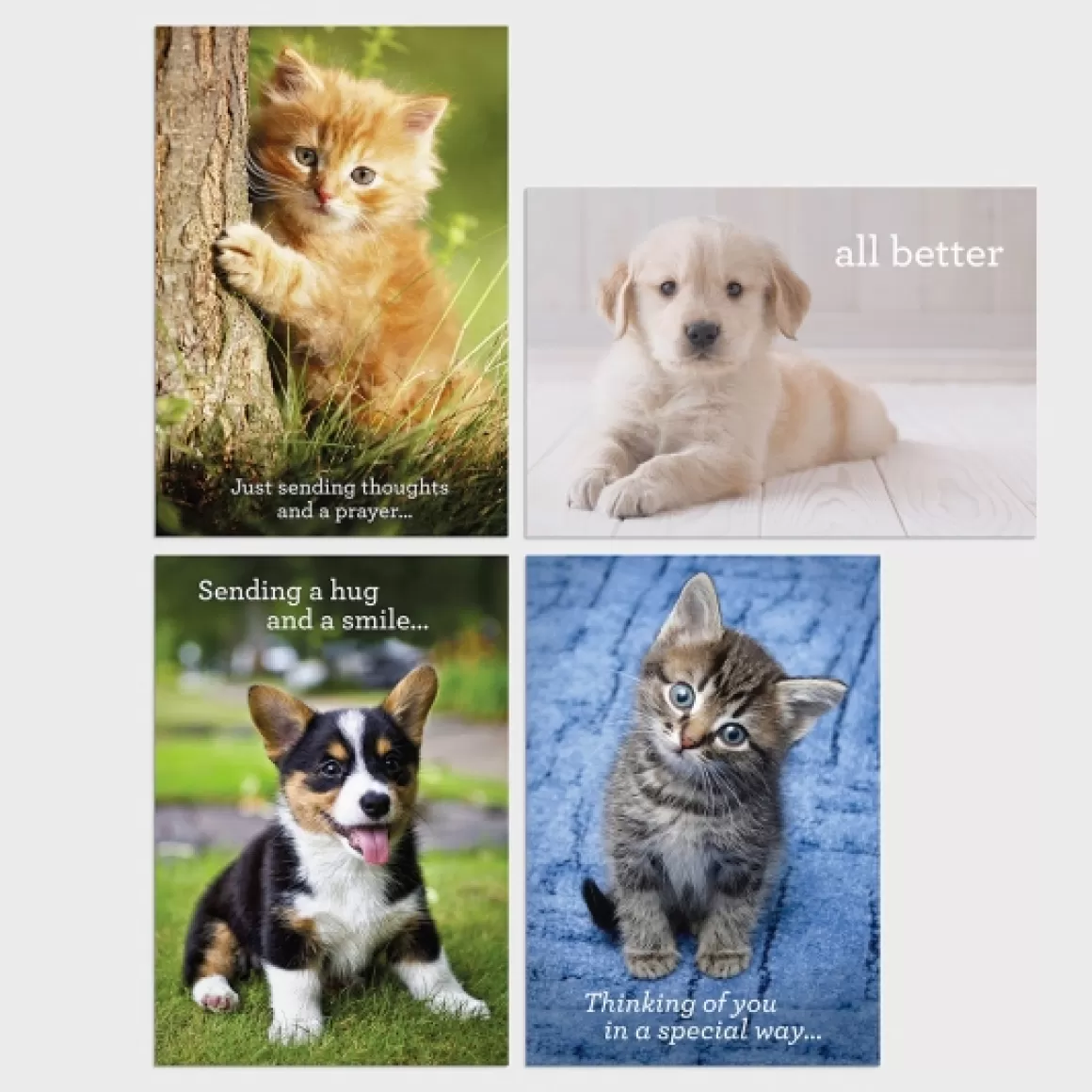 DaySpring Boxed Cards>Get Well - Whiskers & Paws - 12 Boxed Cards, KJV